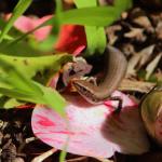 A Plague/Rainbow skink basks amongst camelia leaf litter (Central Auckland). <a href="https://www.instagram.com/tim.harker.nz/">© Tim Harker</a>