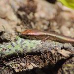 A Plague/Rainbow skink basks on a fallen log (Central Auckland). <a href="https://www.instagram.com/tim.harker.nz/">© Tim Harker</a>