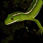 A beautifully striped elegant gecko clings to a mānuka branch using its prehensile tail and back legs (Waitakere Ranges, Auckland). <a href="https://www.instagram.com/tim.harker.nz/">© Tim Harker</a>