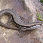 White-bellied skink (Rangitata, Canterbury). © Marieke Lettink