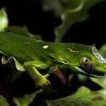 Barking Gecko (Wellington) <a href="https://www.instagram.com/joelknightnz/">© Joel Knight</a>