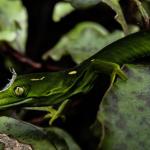 Barking Gecko (Wellington) <a href="https://www.instagram.com/joelknightnz/">© Joel Knight</a>