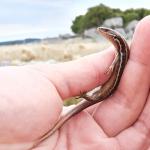 A Canterbury grass skink is examined during a lizard salvage (Waipara, Canterbury). <a href="https://www.instagram.com/tim.harker.nz/">© Tim Harker</a>