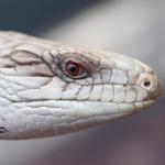 Eastern blue-tongued skink. <a href="https://www.instagram.com/joelknightnz/">© Joel Knight</a>