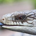 Eastern blue-tongued skink. <a href="https://www.instagram.com/joelknightnz/">© Joel Knight</a>