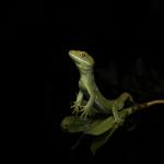 Northland green gecko. <a href="https://www.instagram.com/joelknightnz/">© Joel Knight</a>