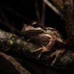 Southern Brown tree frog (Litoria ewingii). <a href="https://www.instagram.com/joelknightnz/">© Joel Knight</a>