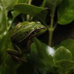 Southern Bell Frog (Wellington) <a href="https://www.instagram.com/joelknightnz/">© Joel Knight</a>