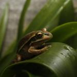 Green and Golden Bell Frog. <a href="https://www.instagram.com/joelknightnz/">© Joel Knight</a>