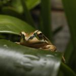 Green and Golden Bell Frog. <a href="https://www.instagram.com/joelknightnz/">© Joel Knight</a>