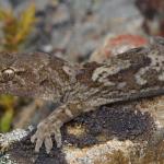 Greywacke gecko (Canterbury). <a href="https://www.samuelpurdiewildlife.com/">© Samuel Purdie</a>