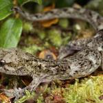 Mountain beech gecko (Eastern Fiordland). <a href="https://www.samuelpurdiewildlife.com/">© Samuel Purdie</a>