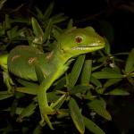 Northland green gecko (Bay of Islands, Northland). <a href="https://www.instagram.com/tim.harker.nz/?hl=en">© Tim Harker</a>