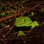 Northland green gecko (Bay of Islands, Northland). <a href="https://www.instagram.com/tim.harker.nz/?hl=en">© Tim Harker</a>