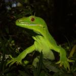 Northland green gecko (Bay of Islands, Northland). <a href="https://www.instagram.com/tim.harker.nz/?hl=en">© Tim Harker</a>