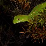 Northland green gecko (Rangaunu Bay, Northland). <a href="https://www.instagram.com/tim.harker.nz/?hl=en">© Tim Harker</a>