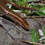 South Marlborough grass skink (Kaikōura). <a href="https://www.instagram.com/tim.harker.nz/?hl=en">© Tim Harker</a>