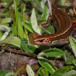 South Marlborough grass skink (Kaikōura). <a href="https://www.instagram.com/tim.harker.nz/?hl=en">© Tim Harker</a>