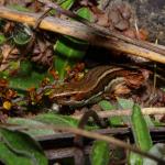 South Marlborough grass skink (Kaikōura). <a href="https://www.instagram.com/tim.harker.nz/?hl=en">© Tim Harker</a>