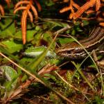 Canterbury grass skink (Lewis Pass). <a href="https://www.instagram.com/tim.harker.nz/?hl=en">© Tim Harker</a>