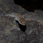 Pygmy gecko (Kaikōura). <a href="https://www.instagram.com/tim.harker.nz/?hl=en">© Tim Harker</a>