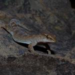 Pygmy gecko (Kaikōura). <a href="https://www.instagram.com/tim.harker.nz/?hl=en">© Tim Harker</a>