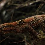 Ngahere gecko (Wellington) <a href="https://www.instagram.com/i.m.wildlife/">© Isaac Martins</a>