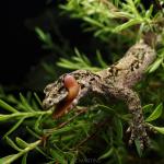 Ngahere gecko (Wellington) <a href="https://www.instagram.com/i.m.wildlife/">© Isaac Martins</a>