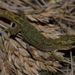 Korowai gecko subadult (Muriwai beach, Auckland). <a href="https://www.instagram.com/nickharker.nz/">© Nick Harker</a>