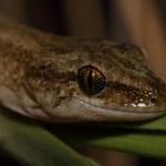 Korowai gecko (Muriwai beach, Auckland). <a href="https://www.instagram.com/nickharker.nz/">© Nick Harker</a>