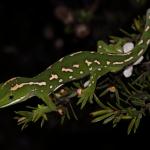 Northland green gecko in Manuka (Rangaunu Bay, Northland). <a href="https://www.instagram.com/nickharker.nz/">© Nick Harker</a>