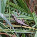 Chatham's skink (Mangere Island) © Chrissie Painting