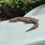 Chatham's skink (Pitt Island) © Guinevere Coleman