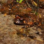 A Hochstetter's frog sits amongst leaf litter on a stream edge (Waitakere Ranges, Auckland). <a href="https://www.instagram.com/tim.harker.nz/">© Tim Harker</a>