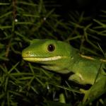 A portrait of an elegant gecko (Waitakere Ranges, Auckland). <a href="https://www.instagram.com/tim.harker.nz/">© Tim Harker</a>