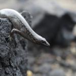 An egg-laying skink moves along a rocky coastline at dusk (Inner Hauraki Gulf). <a href="https://www.instagram.com/tim.harker.nz/">© Tim Harker</a>