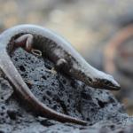 An egg-laying skink moves along a rocky coastline at dusk (Inner Hauraki Gulf). <a href="https://www.instagram.com/tim.harker.nz/">© Tim Harker</a>