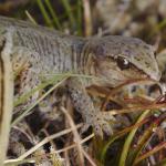 Short-toed gecko (Eyre Mountains, Otago). <a href="https://www.instagram.com/samuelpurdiewildlife/">© Samuel Purdie</a>