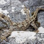 Cascade gecko (Mount Aspiring National Park) <a href="https://www.instagram.com/samuelpurdiewildlife/">© Samuel Purdie</a>