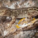 Kōrero gecko (Otago Peninsula, Dunedin). <a href= "https://www.instagram.com/samuelpurdiewildlife/">© Samuel Purdie</a>