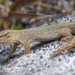 Short-toed gecko (The Remarkables, Otago). <a href="https://www.instagram.com/samuelpurdiewildlife/">© Samuel Purdie</a>