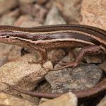 Eyres skink (Tākitimu Mountains, Otago) . <a href="https://www.instagram.com/samuelpurdiewildlife/">© Samuel Purdie</a>