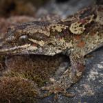 Tākitimu gecko (Tākitimu Mountains). <a href="https://www.instagram.com/samuelpurdiewildlife/">© Samuel Purdie</a>