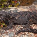 Tākitimu gecko (Tākitimu Mountains). <a href="https://www.instagram.com/samuelpurdiewildlife/">© Samuel Purdie</a>