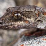 Tākitimu gecko (Tākitimu Mountains). <a href="https://www.instagram.com/samuelpurdiewildlife/">© Samuel Purdie</a>