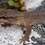 Short-toed gecko (The Remarkables, Otago). <a href="https://www.instagram.com/samuelpurdiewildlife/">© Samuel Purdie</a>