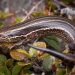 Eyres skink (Aparima River, Otago) . <a href="https://www.instagram.com/samuelpurdiewildlife/">© Samuel Purdie</a>