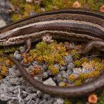 Nevis skink (Oteake Conservation Park). <a href="https://www.instagram.com/samuelpurdiewildlife/">© Samuel Purdie</a>