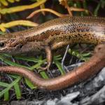 Kapitia skink (Chesterfield, West Coast). <a href="https://www.instagram.com/samuelpurdiewildlife/">© Samuel Purdie