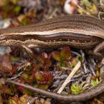 Mataura skink (Mid Dome, Southland). <a href="https://www.instagram.com/samuelpurdiewildlife/">© Samuel Purdie</a>